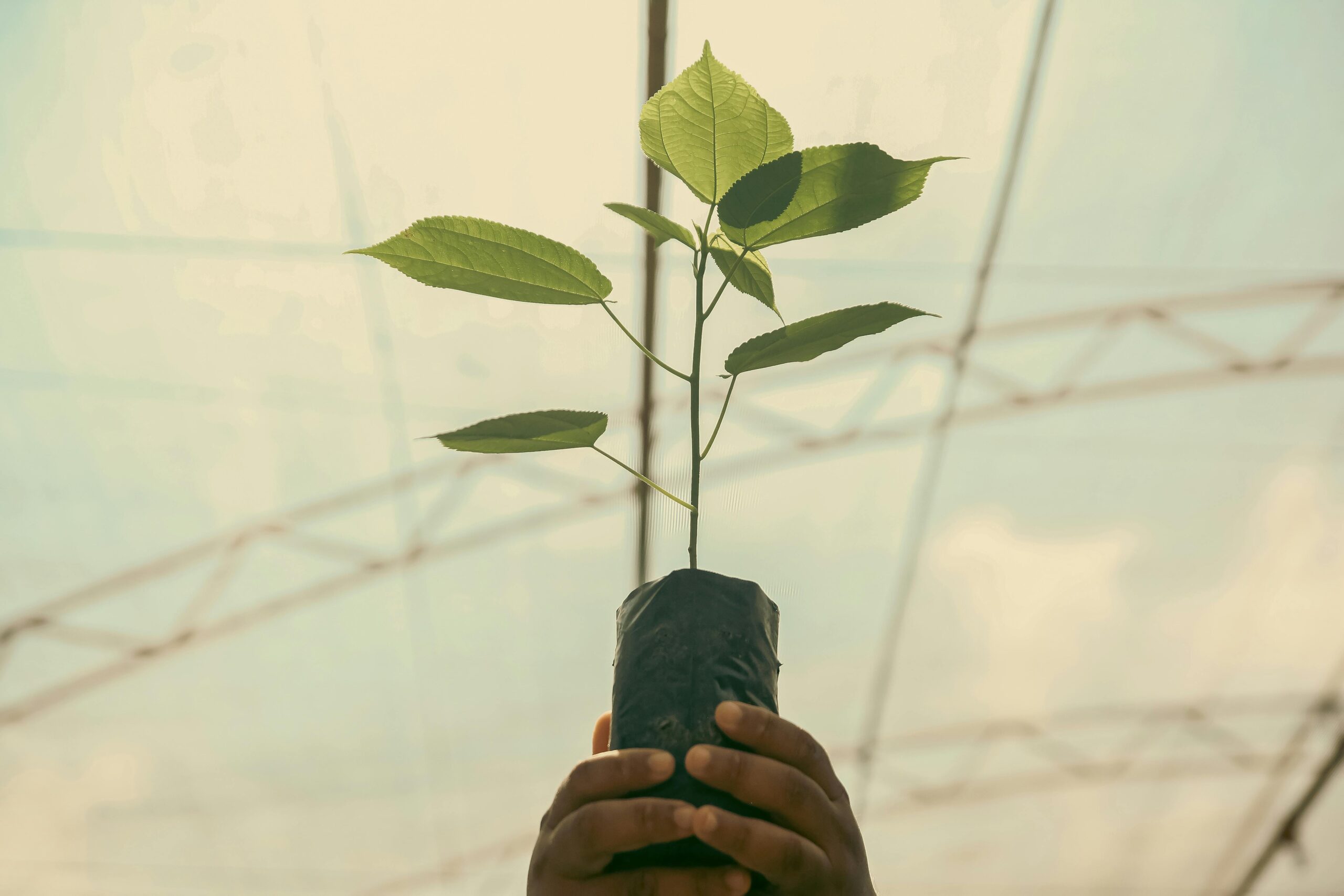 A close-up of hands holding a young plant in a greenhouse, symbolizing growth and nurturing.